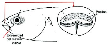 Chelon labrosus_claves